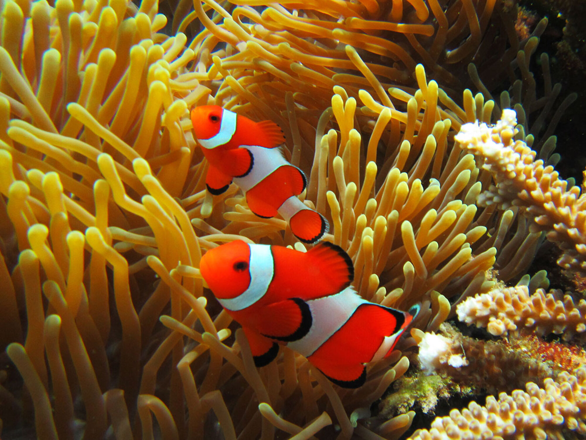 sche (2).jpg (512 KB)