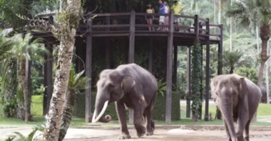 【📢重要なお知らせ】提携エレファントパークの運営方針変更について