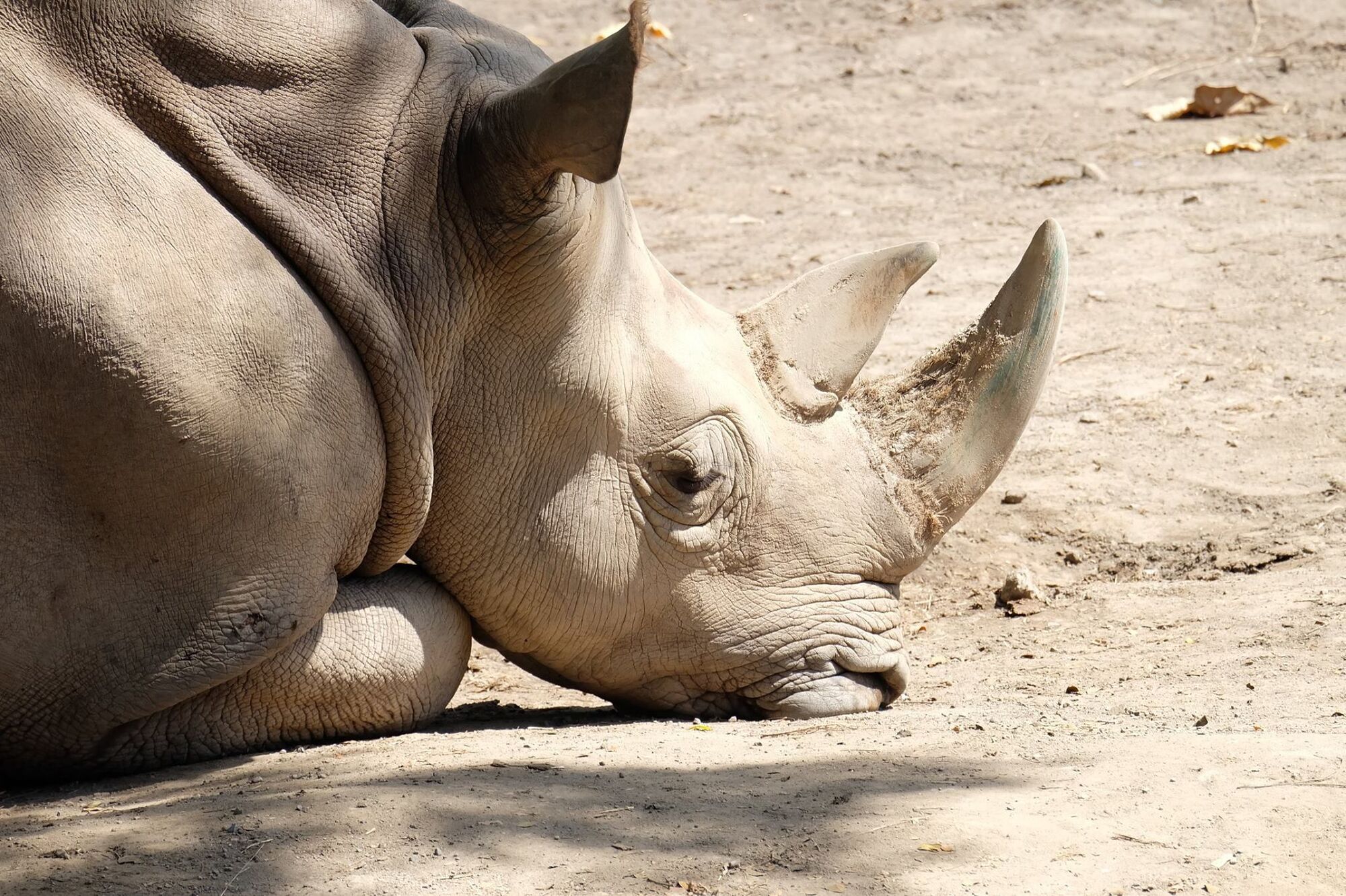 high (2).jpg (567 KB)